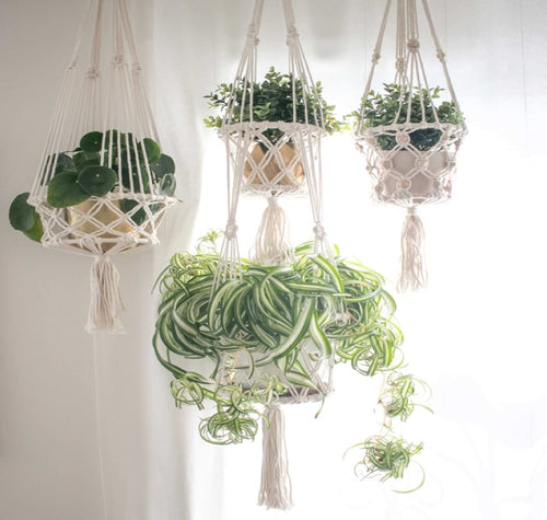 A Beginner’s Guide to House Plants