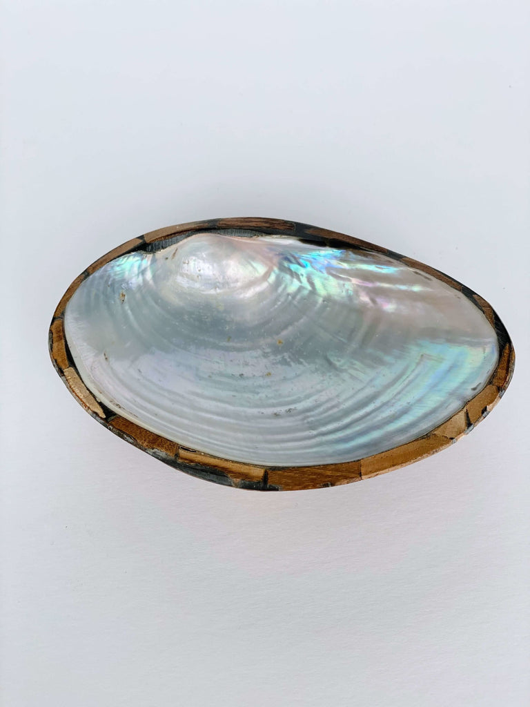 iridescent wood encased abalone shell