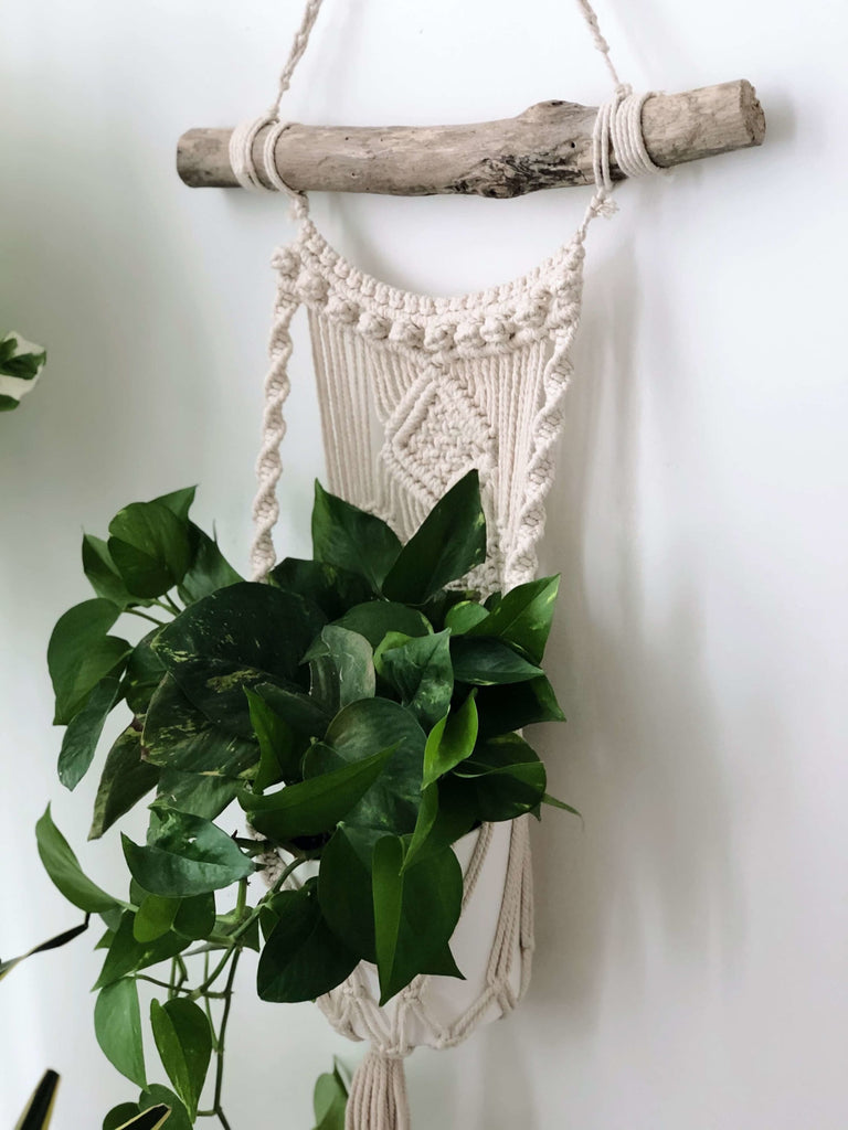 bohemian cream macrame plant hanger on wall with a luscious green plant