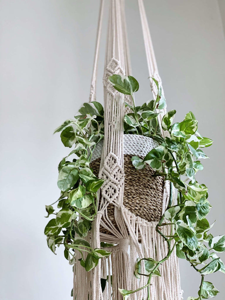 big macrame plant hanger with fringe hanging on a white wall with pothos plant in a woven pot
