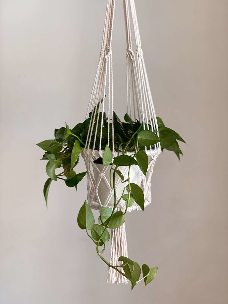 medium cream macrame plant hanger holding baby pothos plant