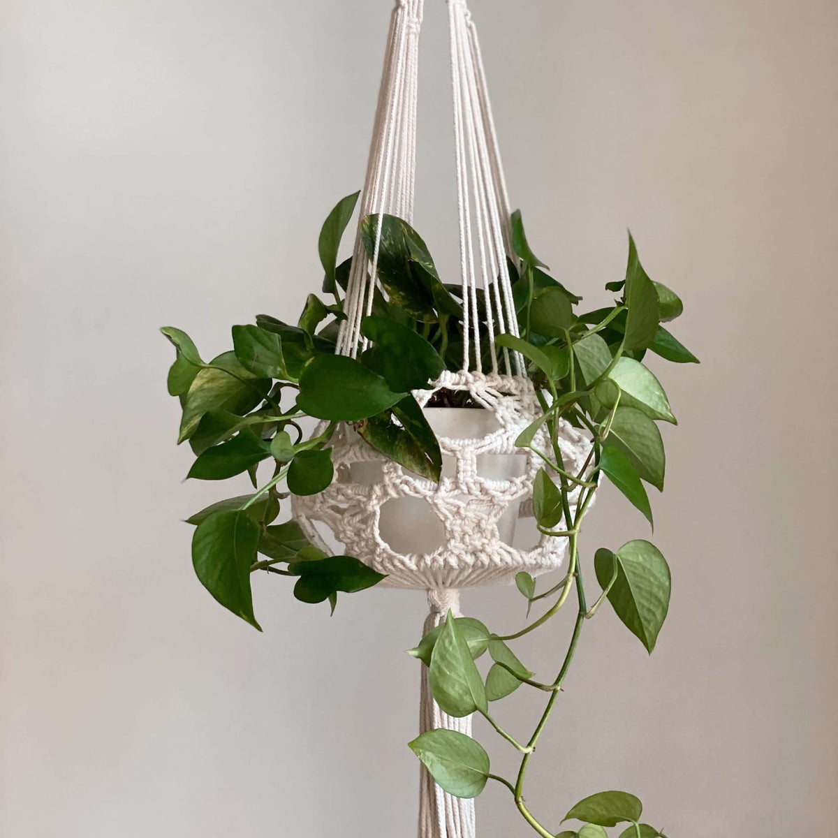 pothos in macrame hanger CEREMONIA