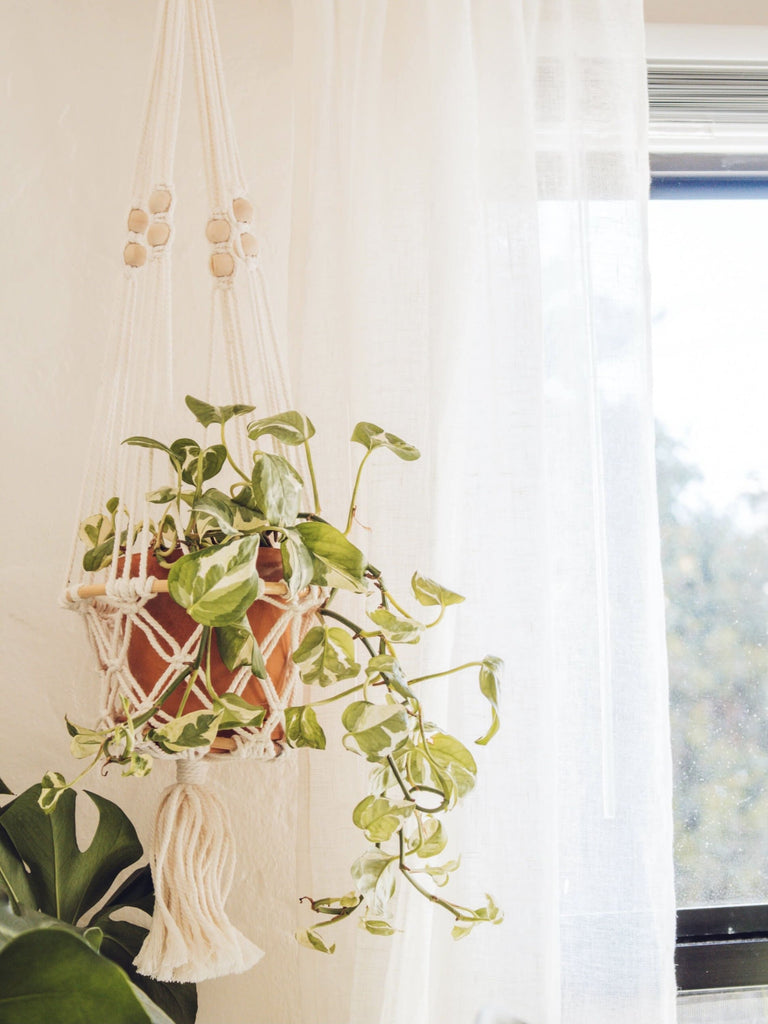 rattan ring base macrame plant hanger on a curtain rod holding an ivy plant