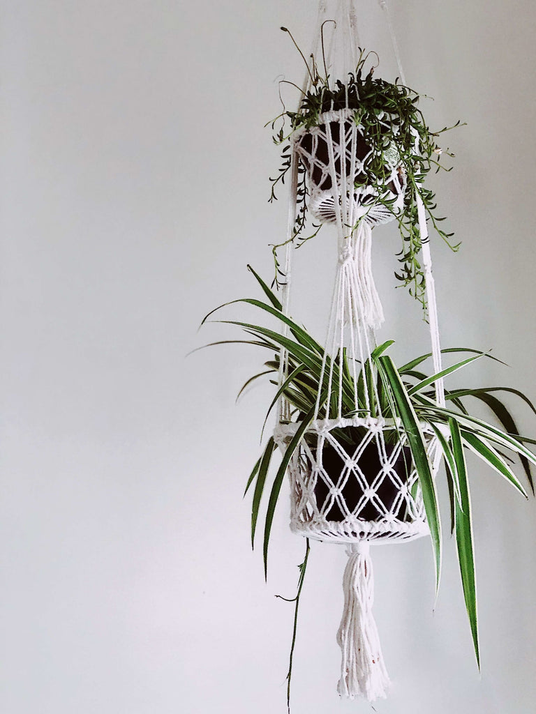 two tier white macrame plant hanger with spider plant and string of bananas in white room