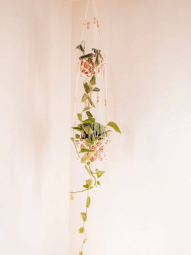 double macrame plant hanger holding pothos plants in the corner of a bright white room