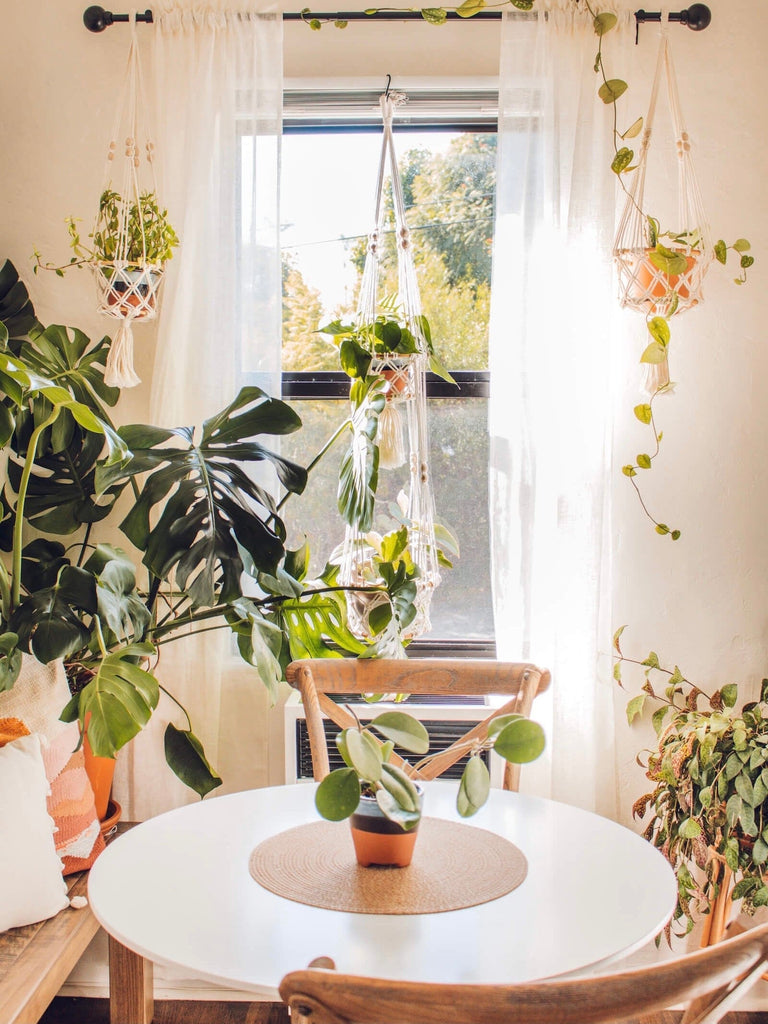 a plant lovers dream dining room filled with decorative handmade plant hangers holding beautiful plants